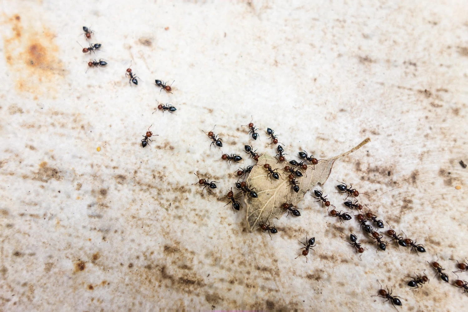 a lot of ants traveling in a row on the pavement
