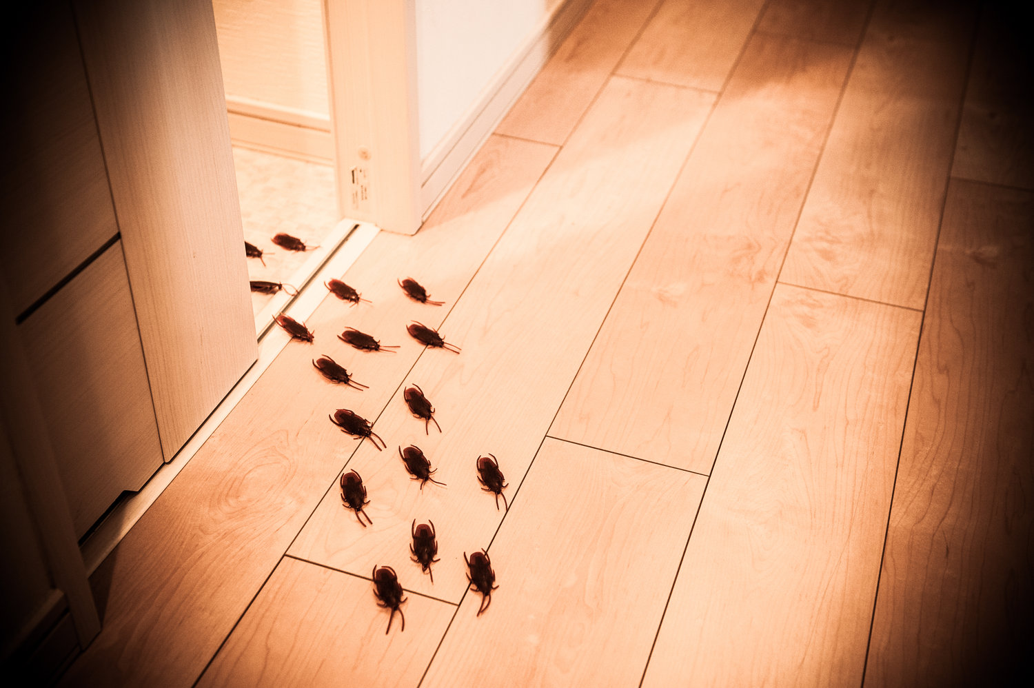 Cockroach