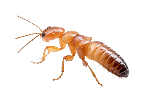 Ant on a Leaf