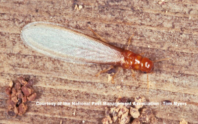 Termite Swarm Season in Central Virginia: 5 Warning Signs to Watch For This Spring