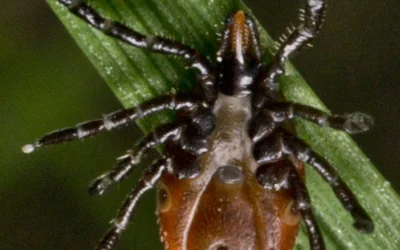 Lyme Disease Awareness Month: Here’s What You Should Know